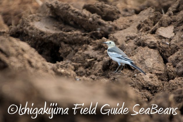 10%e6%9c%8814%e6%97%a5%e7%9f%b3%e5%9e%a3%e5%b3%b6%e3%83%90%e3%83%bc%e3%83%89%e3%82%a6%e3%82%aa%e3%83%83%e3%83%81%e3%83%b3%e3%82%b0%ef%bc%86%e9%87%8e%e9%b3%a5%e6%92%ae%e5%bd%b1%e3%82%ac%e3%82%a4