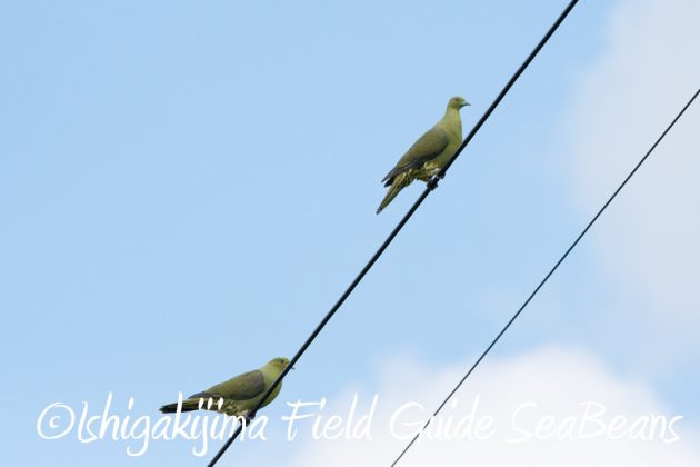 10-2%e7%9f%b3%e5%9e%a3%e5%b3%b6%e3%83%90%e3%83%bc%e3%83%89%e3%82%a6%e3%82%aa%e3%83%83%e3%83%81%e3%83%b3%e3%82%b0%ef%bc%86%e9%87%8e%e9%b3%a5%e6%92%ae%e5%bd%b1%e3%82%ac%e3%82%a4%e3%83%8913