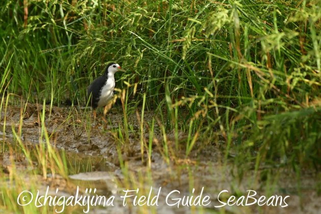 10%e6%9c%8817%e6%97%a5%e7%9f%b3%e5%9e%a3%e5%b3%b6%e3%83%90%e3%83%bc%e3%83%89%e3%82%a6%e3%82%aa%e3%83%83%e3%83%81%e3%83%b3%e3%82%b0%e3%82%ac%e3%82%a4%e3%83%8912