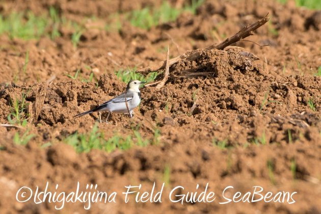 10%e6%9c%8823%e6%97%a5%e7%9f%b3%e5%9e%a3%e5%b3%b6%e3%83%90%e3%83%bc%e3%83%89%e3%82%a6%e3%82%aa%e3%83%83%e3%83%81%e3%83%b3%e3%82%b0%ef%bc%86%e9%87%8e%e9%b3%a5%e6%92%ae%e5%bd%b1%e3%82%ac%e3%82%a4