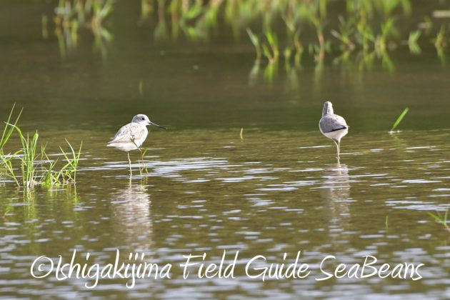 10%e6%9c%8819%e6%97%a5%e3%83%90%e3%83%bc%e3%83%89%e3%82%a6%e3%82%aa%e3%83%83%e3%83%81%e3%83%b3%e3%82%b0%ef%bc%86%e9%87%8e%e9%b3%a5%e6%92%ae%e5%bd%b1%e3%82%ac%e3%82%a4%e3%83%892