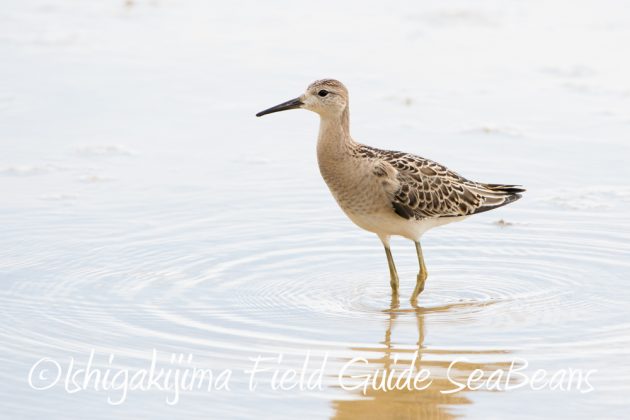 10%e6%9c%887%e6%97%a5%e7%9f%b3%e5%9e%a3%e5%b3%b6%e3%83%90%e3%83%bc%e3%83%89%e3%82%a6%e3%82%aa%e3%83%83%e3%83%81%e3%83%b3%e3%82%b0%ef%bc%86%e9%87%8e%e9%b3%a5%e6%92%ae%e5%bd%b1%e3%82%ac%e3%82%a4