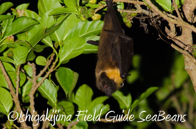 10%e6%9c%8822%e6%97%a5%e7%9f%b3%e5%9e%a3%e5%b3%b6%e3%83%8a%e3%82%a4%e3%83%88%e3%83%84%e3%82%a2%e3%83%bc16