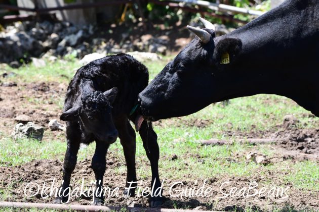 10%e6%9c%881%e6%97%a5%e7%9f%b3%e5%9e%a3%e5%b3%b6%e3%81%ae%e6%b8%a1%e3%82%8a%e9%b3%a54