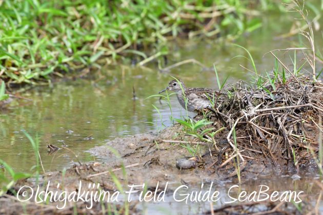 10%e6%9c%8822%e6%97%a5%e7%9f%b3%e5%9e%a3%e5%b3%b6%e3%83%90%e3%83%bc%e3%83%89%e3%82%a6%e3%82%aa%e3%83%83%e3%83%81%e3%83%b3%e3%82%b0%ef%bc%86%e9%87%8e%e9%b3%a5%e6%92%ae%e5%bd%b1%e3%82%ac%e3%82%a4