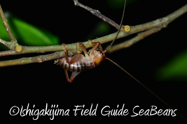 10%e6%9c%8820%e6%97%a5%e3%83%8a%e3%82%a4%e3%83%88%e3%83%84%e3%82%a2%e3%83%bc%e7%9f%b3%e5%9e%a3%e5%b3%b619