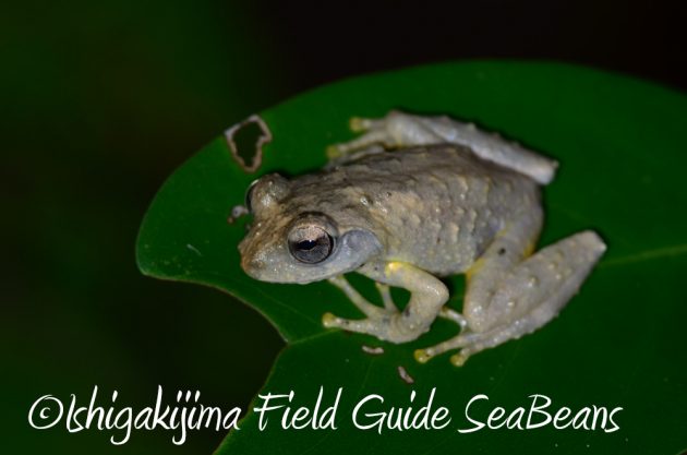 10%e6%9c%8822%e6%97%a5%e7%9f%b3%e5%9e%a3%e5%b3%b6%e3%83%8a%e3%82%a4%e3%83%88%e3%83%84%e3%82%a2%e3%83%bc12