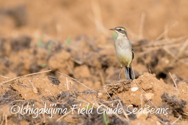 10%e6%9c%8827%e6%97%a5%e7%9f%b3%e5%9e%a3%e5%b3%b6%e3%83%90%e3%83%bc%e3%83%89%e3%82%a6%e3%82%aa%e3%83%83%e3%83%81%e3%83%b3%e3%82%b0%ef%bc%86%e9%87%8e%e9%b3%a5%e6%92%ae%e5%bd%b12