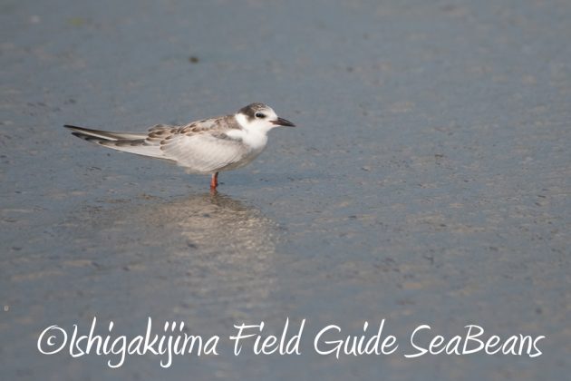 10%e6%9c%8813%e6%97%a5%e7%9f%b3%e5%9e%a3%e5%b3%b6%e3%83%90%e3%83%bc%e3%83%89%e3%82%a6%e3%82%aa%e3%83%83%e3%83%81%e3%83%b3%e3%82%b0%e3%82%ac%e3%82%a4%e3%83%892