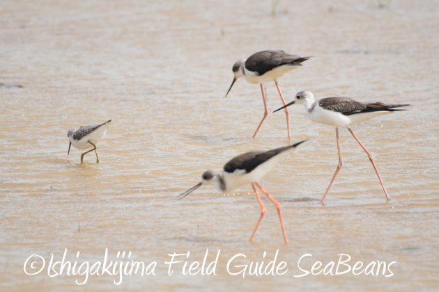 10%e6%9c%883%e6%97%a5%e7%9f%b3%e5%9e%a3%e5%b3%b6%e3%83%90%e3%83%bc%e3%83%89%e3%82%a6%e3%82%aa%e3%83%83%e3%83%81%e3%83%b3%e3%82%b0%ef%bc%86%e9%87%8e%e9%b3%a5%e6%92%ae%e5%bd%b1%e3%82%ac%e3%82%a4