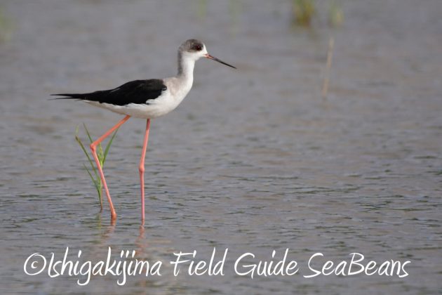 10%e6%9c%8811%e6%97%a5%e7%9f%b3%e5%9e%a3%e5%b3%b6%e3%83%90%e3%83%bc%e3%83%89%e3%82%a6%e3%82%aa%e3%83%83%e3%83%81%e3%83%b3%e3%82%b0%e3%82%ac%e3%82%a4%e3%83%898