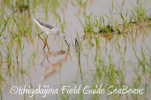 10%e6%9c%886%e6%97%a5%e7%9f%b3%e5%9e%a3%e5%b3%b6%e3%83%90%e3%83%bc%e3%83%89%e3%82%a6%e3%82%aa%e3%83%83%e3%83%81%e3%83%b3%e3%82%b0%ef%bc%86%e9%87%8e%e9%b3%a5%e6%92%ae%e5%bd%b1%e3%82%ac%e3%82%a4