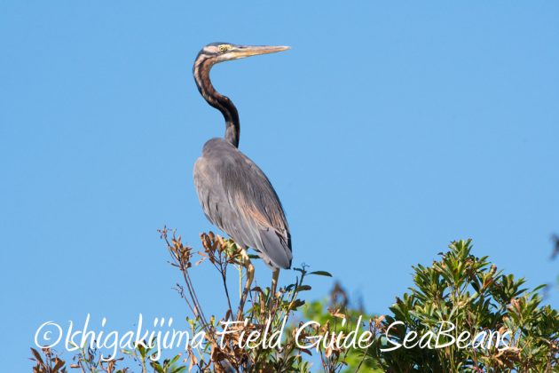 10%e6%9c%8812%e6%97%a5%e7%9f%b3%e5%9e%a3%e5%b3%b6%e3%83%90%e3%83%bc%e3%83%89%e3%82%a6%e3%82%aa%e3%83%83%e3%83%81%e3%83%b3%e3%82%b0%e3%82%ac%e3%82%a4%e3%83%897