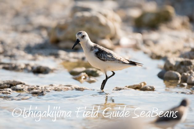 10%e6%9c%8825%e6%97%a5%e7%9f%b3%e5%9e%a3%e5%b3%b6%e3%83%90%e3%83%bc%e3%83%89%e3%82%a6%e3%82%aa%e3%83%83%e3%83%81%e3%83%b3%e3%82%b0%ef%bc%86%e9%87%8e%e9%b3%a5%e6%92%ae%e5%bd%b13