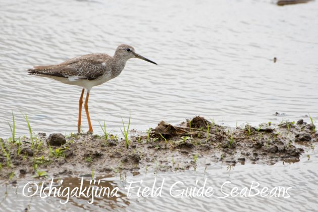 10%e6%9c%883%e6%97%a5%e7%9f%b3%e5%9e%a3%e5%b3%b6%e3%83%90%e3%83%bc%e3%83%89%e3%82%a6%e3%82%aa%e3%83%83%e3%83%81%e3%83%b3%e3%82%b0%ef%bc%86%e9%87%8e%e9%b3%a5%e6%92%ae%e5%bd%b1%e3%82%ac%e3%82%a4