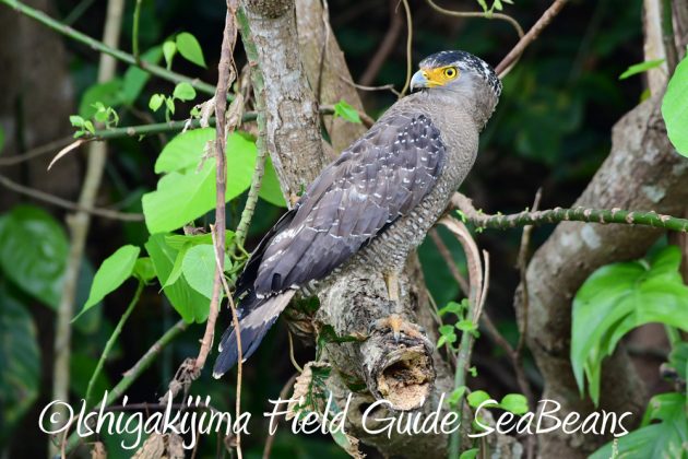 10%e6%9c%8813%e6%97%a5%e7%9f%b3%e5%9e%a3%e5%b3%b6%e3%83%90%e3%83%bc%e3%83%89%e3%82%a6%e3%82%aa%e3%83%83%e3%83%81%e3%83%b3%e3%82%b0%e3%82%ac%e3%82%a4%e3%83%8920