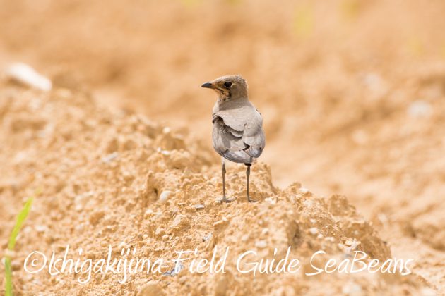 10%e6%9c%8823%e6%97%a5%e7%9f%b3%e5%9e%a3%e5%b3%b6%e3%83%90%e3%83%bc%e3%83%89%e3%82%a6%e3%82%aa%e3%83%83%e3%83%81%e3%83%b3%e3%82%b0%ef%bc%86%e9%87%8e%e9%b3%a5%e6%92%ae%e5%bd%b1%e3%82%ac%e3%82%a4