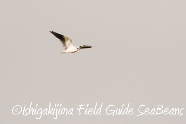 10%e6%9c%8819%e6%97%a5%e3%83%90%e3%83%bc%e3%83%89%e3%82%a6%e3%82%aa%e3%83%83%e3%83%81%e3%83%b3%e3%82%b0%ef%bc%86%e9%87%8e%e9%b3%a5%e6%92%ae%e5%bd%b1%e3%82%ac%e3%82%a4%e3%83%8914