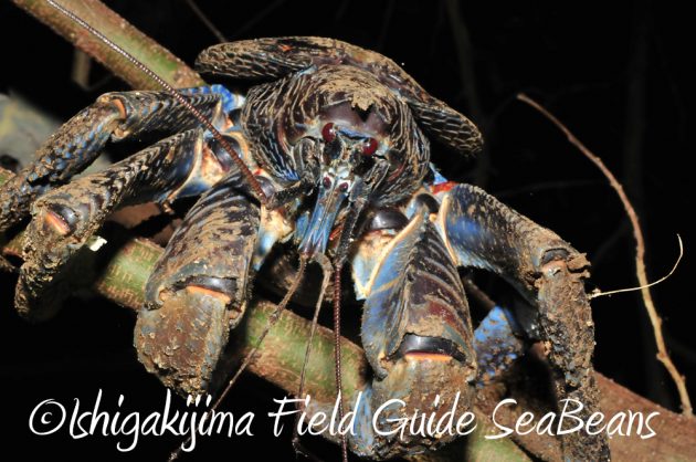 10%e6%9c%881%e6%97%a5%e7%9f%b3%e5%9e%a3%e5%b3%b6%e3%83%8a%e3%82%a4%e3%83%88%e3%83%84%e3%82%a2%e3%83%bc15