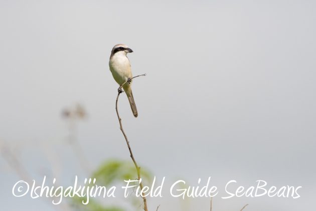 10%e6%9c%8822%e6%97%a5%e7%9f%b3%e5%9e%a3%e5%b3%b6%e3%83%90%e3%83%bc%e3%83%89%e3%82%a6%e3%82%aa%e3%83%83%e3%83%81%e3%83%b3%e3%82%b0%ef%bc%86%e9%87%8e%e9%b3%a5%e6%92%ae%e5%bd%b1%e3%82%ac%e3%82%a4