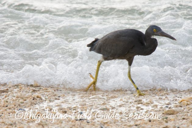 10%e6%9c%8820%e6%97%a5%e9%b3%a5%e7%8d%a3%e4%bf%9d%e8%ad%b7%e5%8c%ba%e5%9f%9f%e5%b7%a1%e5%9b%9e%e8%aa%bf%e6%9f%bb6