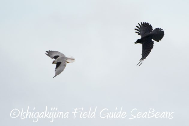 10%e6%9c%888%e6%97%a5%e7%9f%b3%e5%9e%a3%e5%b3%b6%e3%83%90%e3%83%bc%e3%83%89%e3%82%a6%e3%82%aa%e3%83%83%e3%83%81%e3%83%b3%e3%82%b0%ef%bc%86%e9%87%8e%e9%b3%a5%e6%92%ae%e5%bd%b1%e3%82%ac%e3%82%a4