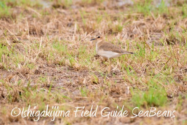 10%e6%9c%886%e6%97%a5%e7%9f%b3%e5%9e%a3%e5%b3%b6%e3%83%90%e3%83%bc%e3%83%89%e3%82%a6%e3%82%aa%e3%83%83%e3%83%81%e3%83%b3%e3%82%b0%ef%bc%86%e9%87%8e%e9%b3%a5%e6%92%ae%e5%bd%b1%e3%82%ac%e3%82%a4