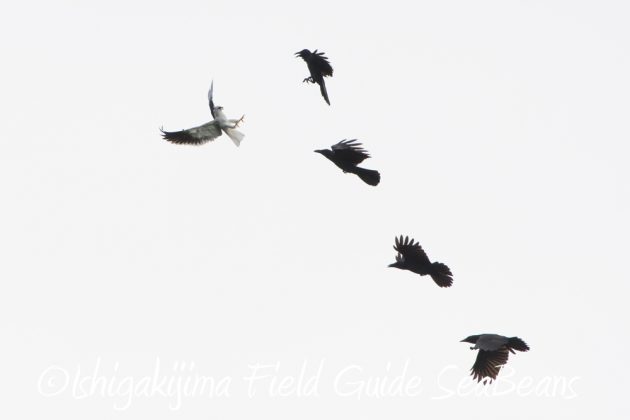 10%e6%9c%8814%e6%97%a5%e7%9f%b3%e5%9e%a3%e5%b3%b6%e3%83%90%e3%83%bc%e3%83%89%e3%82%a6%e3%82%aa%e3%83%83%e3%83%81%e3%83%b3%e3%82%b0%ef%bc%86%e9%87%8e%e9%b3%a5%e6%92%ae%e5%bd%b1%e3%82%ac%e3%82%a4