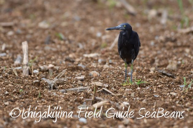 10%e6%9c%888%e6%97%a5%e7%9f%b3%e5%9e%a3%e5%b3%b6%e3%83%90%e3%83%bc%e3%83%89%e3%82%a6%e3%82%aa%e3%83%83%e3%83%81%e3%83%b3%e3%82%b0%ef%bc%86%e9%87%8e%e9%b3%a5%e6%92%ae%e5%bd%b1%e3%82%ac%e3%82%a4