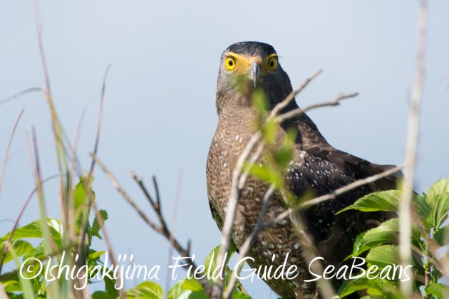 10%e6%9c%8812%e6%97%a5%e7%9f%b3%e5%9e%a3%e5%b3%b6%e3%83%90%e3%83%bc%e3%83%89%e3%82%a6%e3%82%aa%e3%83%83%e3%83%81%e3%83%b3%e3%82%b0%e3%82%ac%e3%82%a4%e3%83%8917