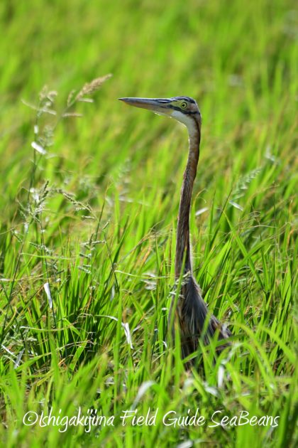 10-2%e7%9f%b3%e5%9e%a3%e5%b3%b6%e3%83%90%e3%83%bc%e3%83%89%e3%82%a6%e3%82%aa%e3%83%83%e3%83%81%e3%83%b3%e3%82%b0%ef%bc%86%e9%87%8e%e9%b3%a5%e6%92%ae%e5%bd%b1%e3%82%ac%e3%82%a4%e3%83%893