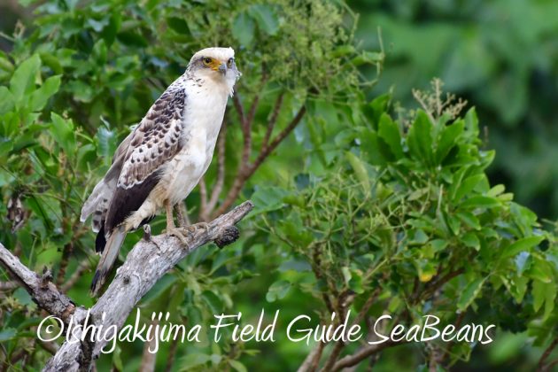 10%e6%9c%8817%e6%97%a5%e3%83%90%e3%83%bc%e3%83%89%e3%82%a6%e3%82%aa%e3%83%83%e3%83%81%e3%83%b3%e3%82%b0%ef%bc%86%e9%87%8e%e9%b3%a5%e6%92%ae%e5%bd%b1%e3%82%ac%e3%82%a4%e3%83%895