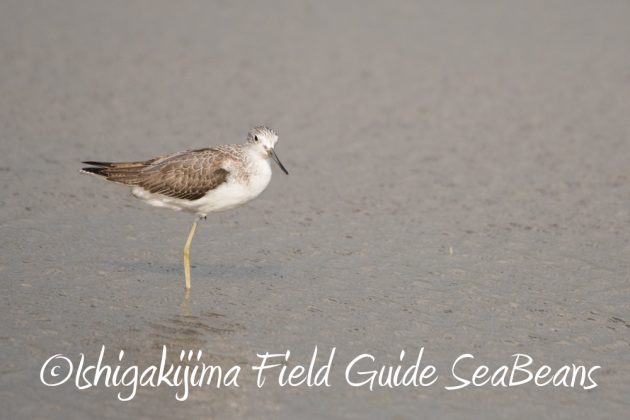 10%e6%9c%8813%e6%97%a5%e7%9f%b3%e5%9e%a3%e5%b3%b6%e3%83%90%e3%83%bc%e3%83%89%e3%82%a6%e3%82%aa%e3%83%83%e3%83%81%e3%83%b3%e3%82%b0%e3%82%ac%e3%82%a4%e3%83%893