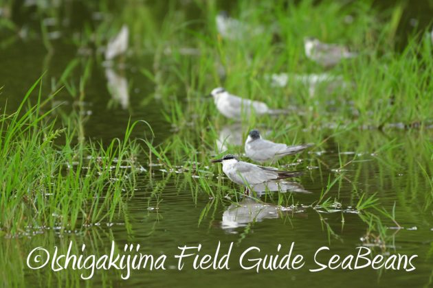 10%e6%9c%8817%e6%97%a5%e3%83%90%e3%83%bc%e3%83%89%e3%82%a6%e3%82%aa%e3%83%83%e3%83%81%e3%83%b3%e3%82%b0%ef%bc%86%e9%87%8e%e9%b3%a5%e6%92%ae%e5%bd%b1%e3%82%ac%e3%82%a4%e3%83%899