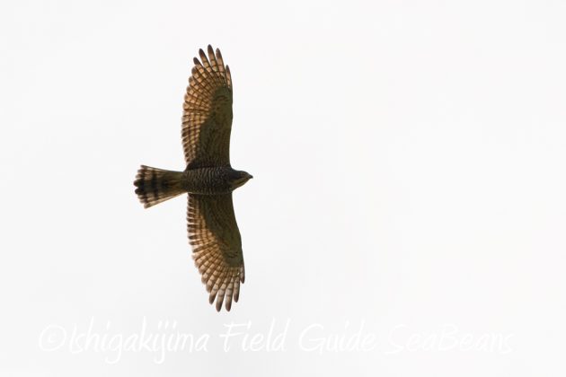 10%e6%9c%8815%e6%97%a5%e7%9f%b3%e5%9e%a3%e5%b3%b6%e3%83%90%e3%83%bc%e3%83%89%e3%82%a6%e3%82%aa%e3%83%83%e3%83%81%e3%83%b3%e3%82%b0%ef%bc%86%e9%87%8e%e9%b3%a5%e6%92%ae%e5%bd%b1%e3%82%ac%e3%82%a4