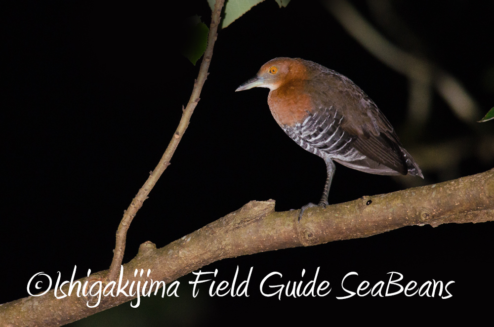 石垣島の野鳥と生き物観察ナイトツアー！！