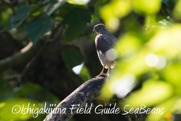 10%e6%9c%8815%e6%97%a5%e7%9f%b3%e5%9e%a3%e5%b3%b6%e3%83%90%e3%83%bc%e3%83%89%e3%82%a6%e3%82%aa%e3%83%83%e3%83%81%e3%83%b3%e3%82%b0%ef%bc%86%e9%87%8e%e9%b3%a5%e6%92%ae%e5%bd%b1%e3%82%ac%e3%82%a4