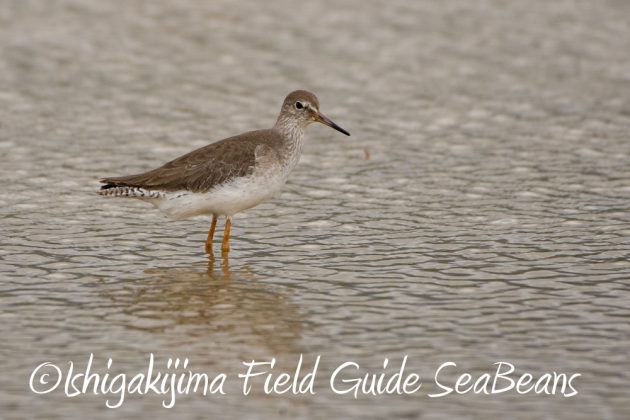 10%e6%9c%888%e6%97%a5%e7%9f%b3%e5%9e%a3%e5%b3%b6%e3%83%90%e3%83%bc%e3%83%89%e3%82%a6%e3%82%aa%e3%83%83%e3%83%81%e3%83%b3%e3%82%b0%ef%bc%86%e9%87%8e%e9%b3%a5%e6%92%ae%e5%bd%b1%e3%82%ac%e3%82%a4