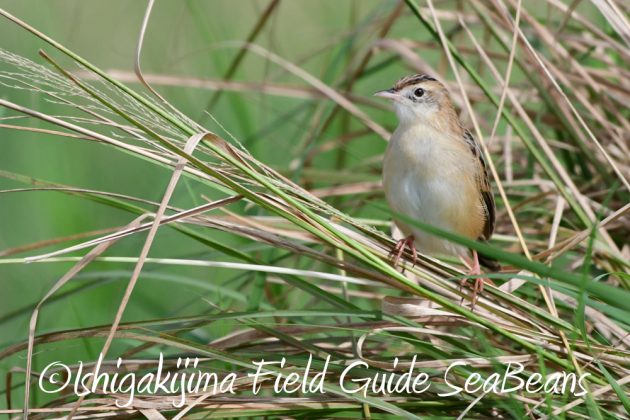 10%e6%9c%8811%e6%97%a5%e7%9f%b3%e5%9e%a3%e5%b3%b6%e3%83%90%e3%83%bc%e3%83%89%e3%82%a6%e3%82%aa%e3%83%83%e3%83%81%e3%83%b3%e3%82%b0%e3%82%ac%e3%82%a4%e3%83%8912