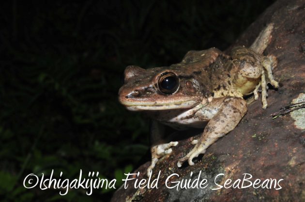 10%e6%9c%886%e6%97%a5%e7%9f%b3%e5%9e%a3%e5%b3%b6%e3%83%8a%e3%82%a4%e3%83%88%e3%83%84%e3%82%a2%e3%83%bc13