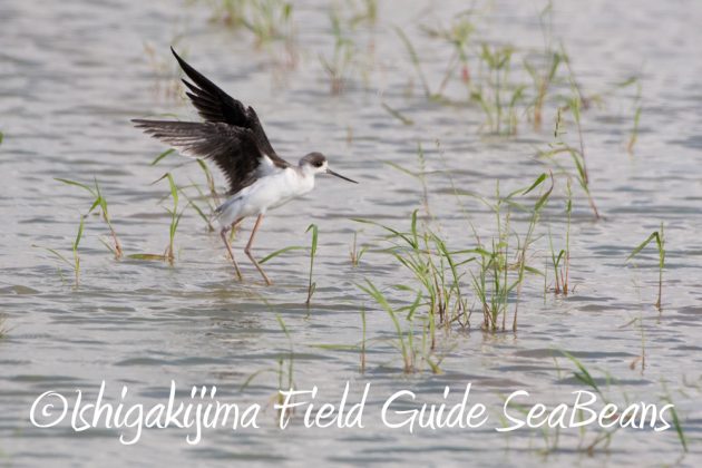 10%e6%9c%8822%e6%97%a5%e7%9f%b3%e5%9e%a3%e5%b3%b6%e3%83%90%e3%83%bc%e3%83%89%e3%82%a6%e3%82%aa%e3%83%83%e3%83%81%e3%83%b3%e3%82%b0%ef%bc%86%e9%87%8e%e9%b3%a5%e6%92%ae%e5%bd%b1%e3%82%ac%e3%82%a4