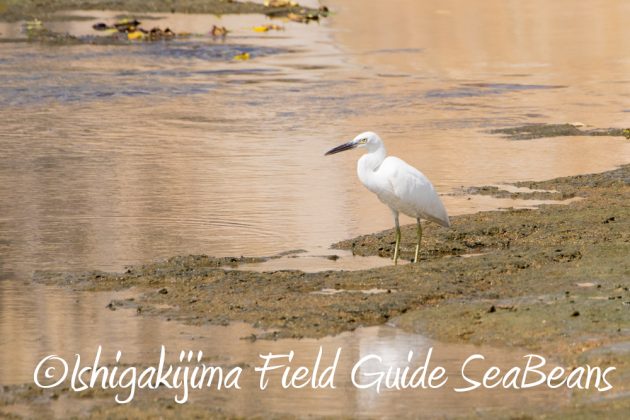 10%e6%9c%8819%e6%97%a5%e3%83%90%e3%83%bc%e3%83%89%e3%82%a6%e3%82%aa%e3%83%83%e3%83%81%e3%83%b3%e3%82%b0%ef%bc%86%e9%87%8e%e9%b3%a5%e6%92%ae%e5%bd%b1%e3%82%ac%e3%82%a4%e3%83%8910