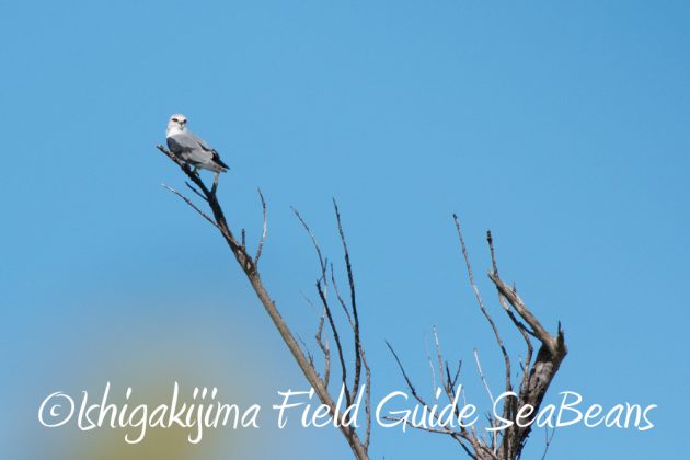 10-2%e7%9f%b3%e5%9e%a3%e5%b3%b6%e3%83%90%e3%83%bc%e3%83%89%e3%82%a6%e3%82%aa%e3%83%83%e3%83%81%e3%83%b3%e3%82%b0%ef%bc%86%e9%87%8e%e9%b3%a5%e6%92%ae%e5%bd%b1%e3%82%ac%e3%82%a4%e3%83%8917