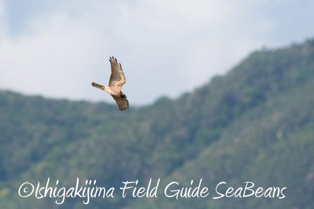 10%e6%9c%8816%e6%97%a5%e7%9f%b3%e5%9e%a3%e5%b3%b6%e9%87%8e%e9%b3%a5%e6%92%ae%e5%bd%b1%e3%82%ac%e3%82%a4%e3%83%8915