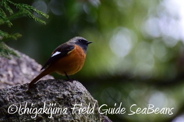 10-28%e5%ba%83%e5%b3%b6%e7%9c%8c%e3%83%90%e3%83%bc%e3%83%89%e3%82%a6%e3%82%aa%e3%83%83%e3%83%81%e3%83%b3%e3%82%b0%ef%bc%86%e9%87%8e%e9%b3%a5%e8%a6%b3%e5%af%9f9