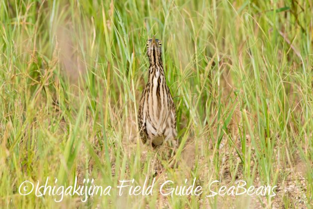 10-2%e7%9f%b3%e5%9e%a3%e5%b3%b6%e3%83%90%e3%83%bc%e3%83%89%e3%82%a6%e3%82%aa%e3%83%83%e3%83%81%e3%83%b3%e3%82%b0%ef%bc%86%e9%87%8e%e9%b3%a5%e6%92%ae%e5%bd%b1%e3%82%ac%e3%82%a4%e3%83%892