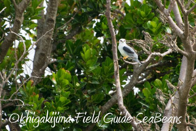 10%e6%9c%883%e6%97%a5%e7%9f%b3%e5%9e%a3%e5%b3%b6%e3%83%90%e3%83%bc%e3%83%89%e3%82%a6%e3%82%aa%e3%83%83%e3%83%81%e3%83%b3%e3%82%b0%ef%bc%86%e9%87%8e%e9%b3%a5%e6%92%ae%e5%bd%b1%e3%82%ac%e3%82%a4