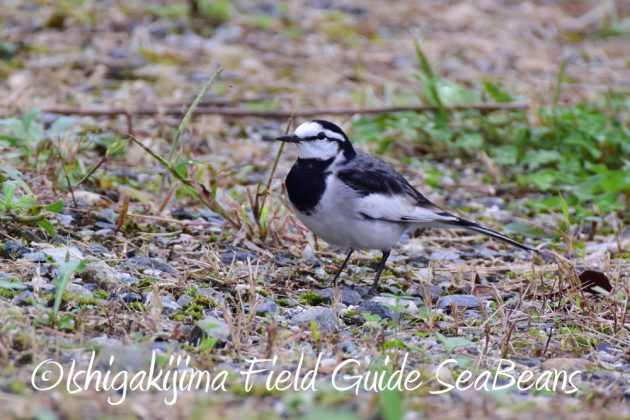 10-28%e5%ba%83%e5%b3%b6%e7%9c%8c%e3%83%90%e3%83%bc%e3%83%89%e3%82%a6%e3%82%aa%e3%83%83%e3%83%81%e3%83%b3%e3%82%b0%ef%bc%86%e9%87%8e%e9%b3%a5%e8%a6%b3%e5%af%9f7