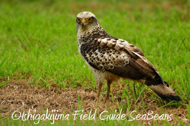 10%e6%9c%8817%e6%97%a5%e7%9f%b3%e5%9e%a3%e5%b3%b6%e3%83%90%e3%83%bc%e3%83%89%e3%82%a6%e3%82%aa%e3%83%83%e3%83%81%e3%83%b3%e3%82%b0%e3%82%ac%e3%82%a4%e3%83%899