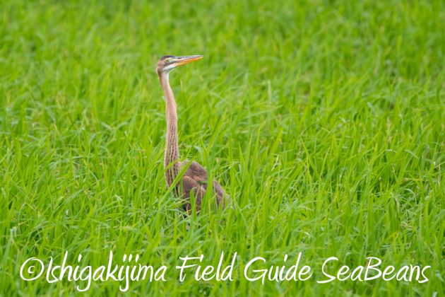 10%e6%9c%886%e6%97%a5%e7%9f%b3%e5%9e%a3%e5%b3%b6%e3%83%90%e3%83%bc%e3%83%89%e3%82%a6%e3%82%aa%e3%83%83%e3%83%81%e3%83%b3%e3%82%b0%ef%bc%86%e9%87%8e%e9%b3%a5%e6%92%ae%e5%bd%b1%e3%82%ac%e3%82%a4